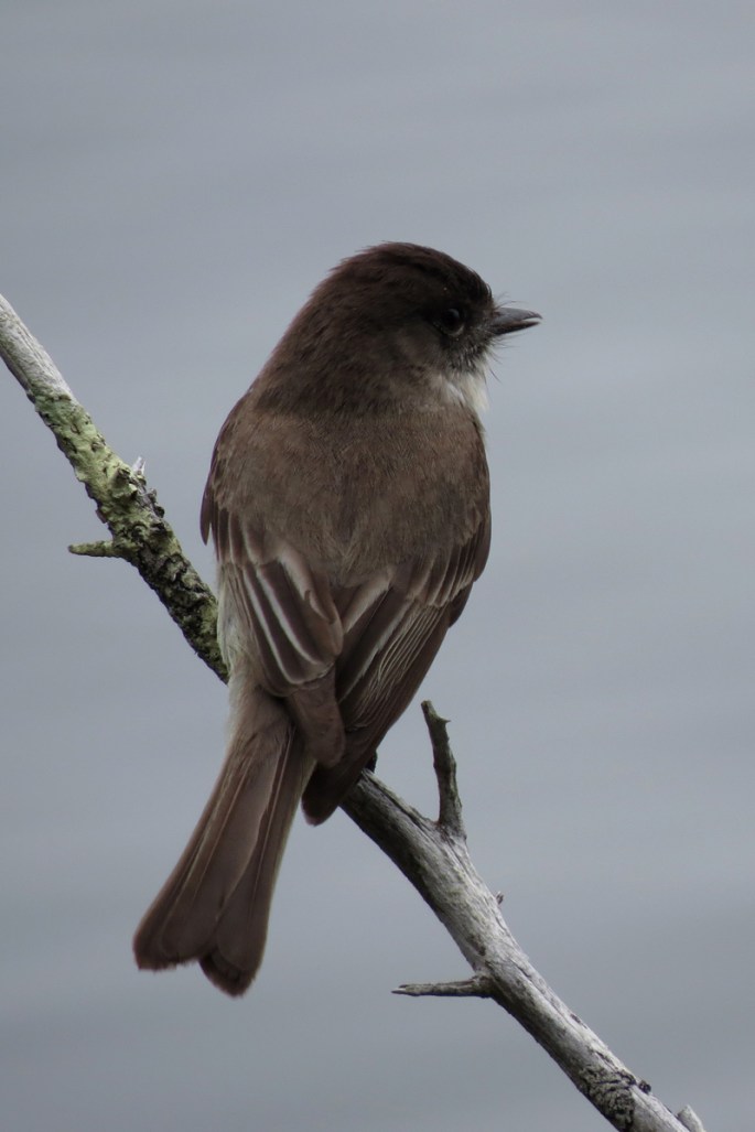 eastern phoebe