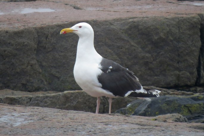 great black-backed gull