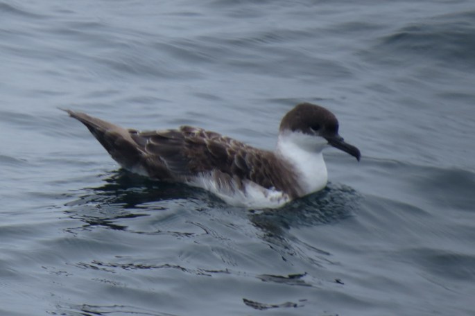 great shearwater