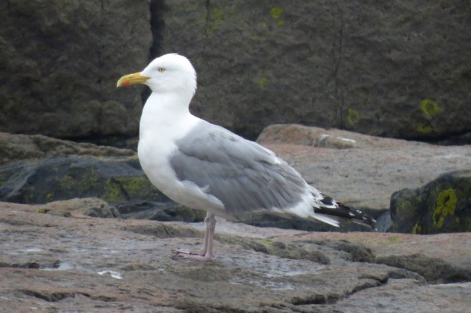 herring gull