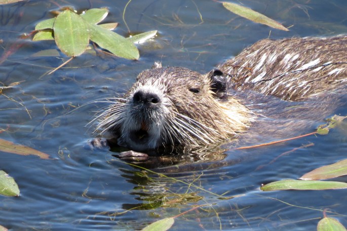 nutria eating 3