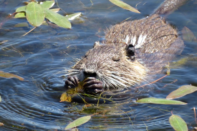 nutria eating