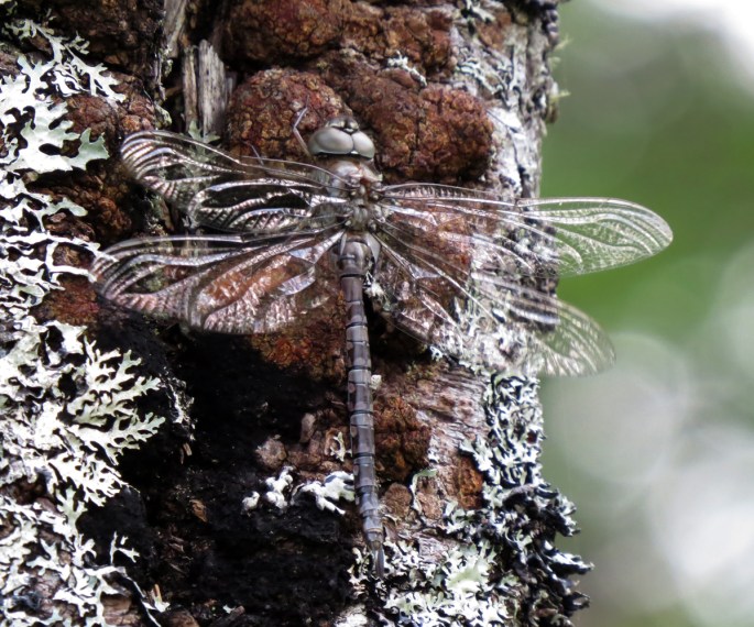 petit manan nwr Maine