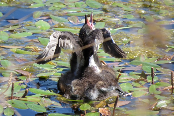 stretching pb grebe
