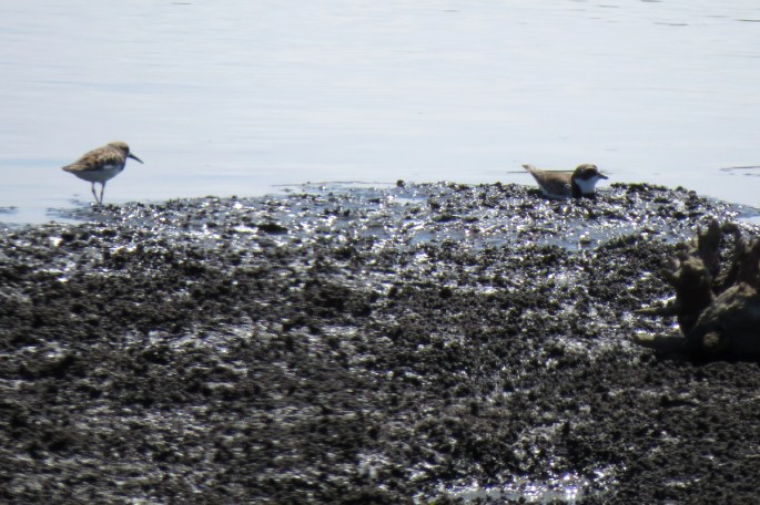 western and semipalm