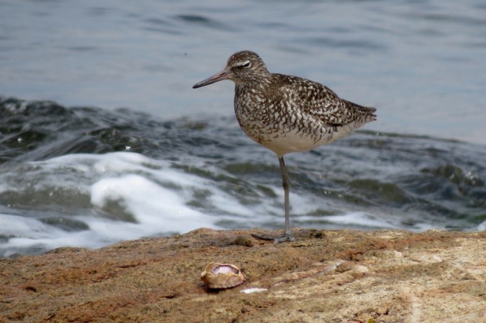 willet 2a