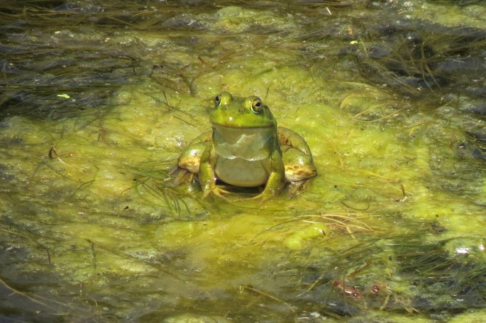 bullfrog