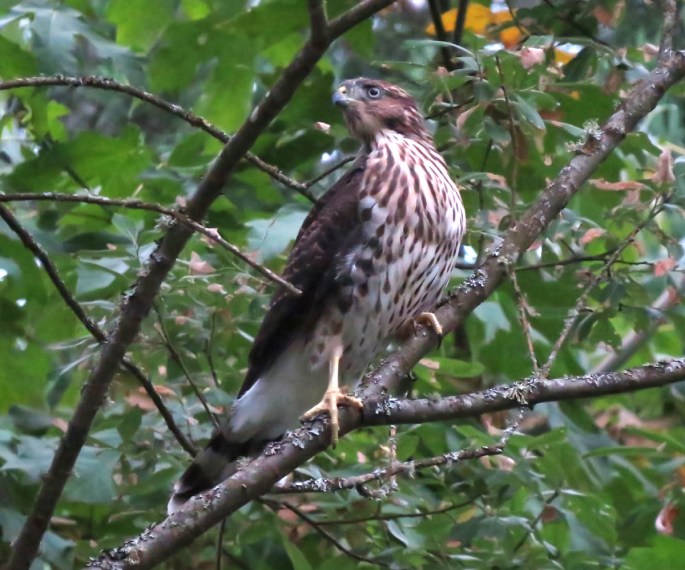 cooper's hawk