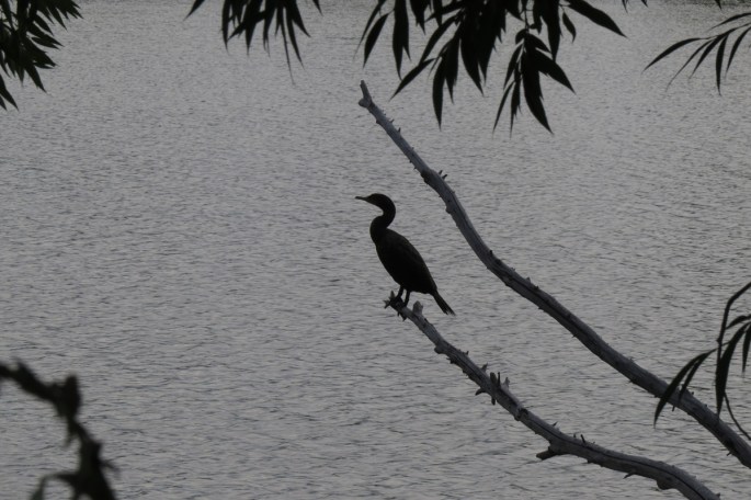cormorant backlit