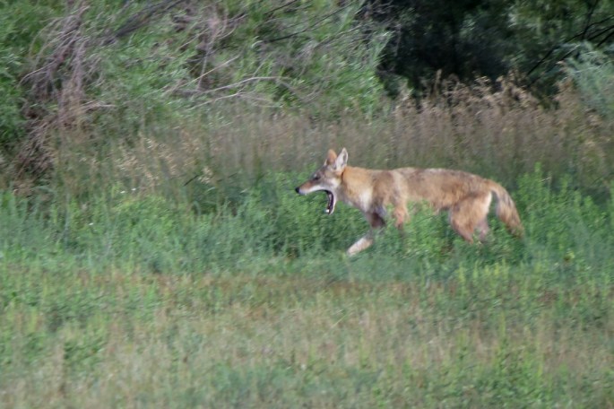 coyote yawning