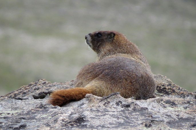 marmot 1