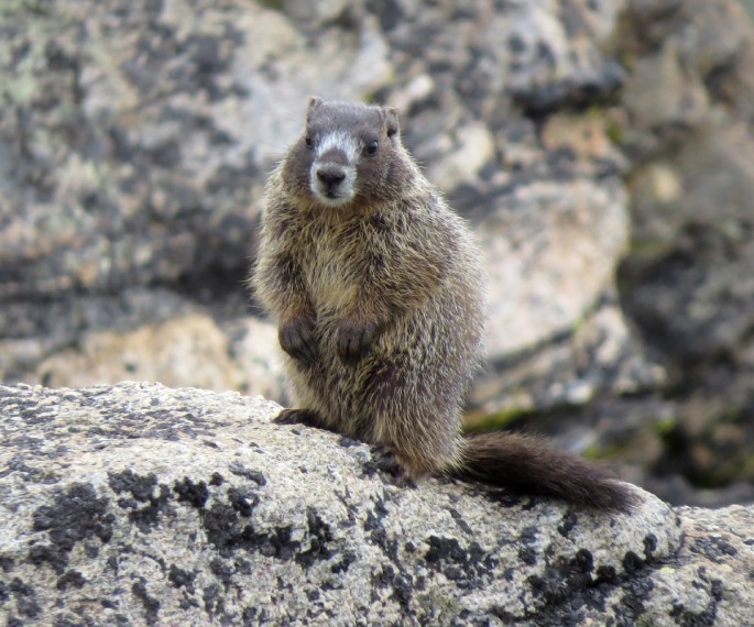 marmot 4