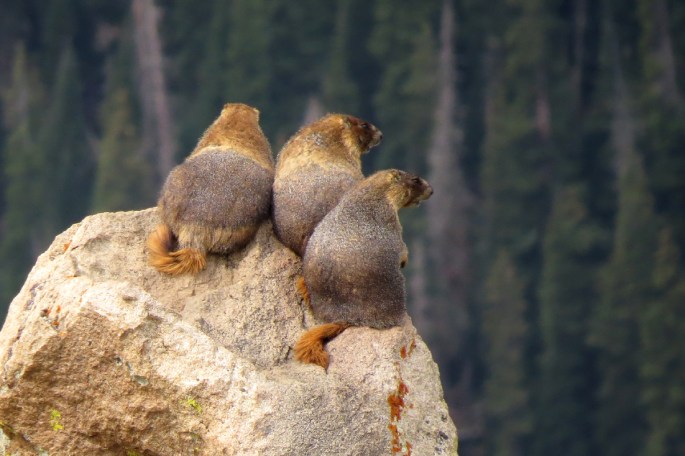 marmot trio 2