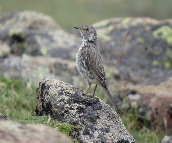 pipit 4