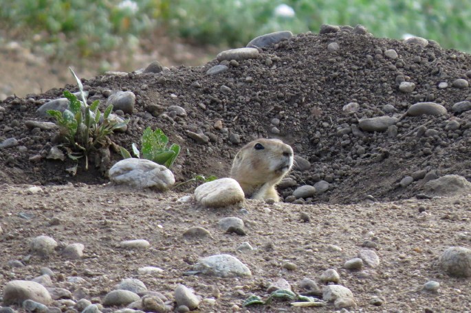 prairie dog peeking