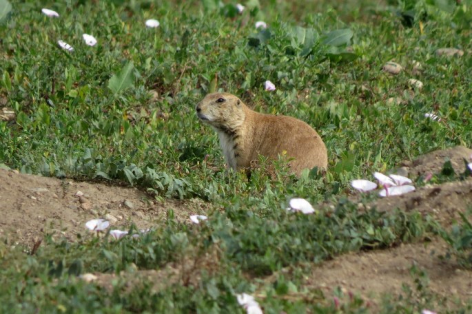 prairie dog