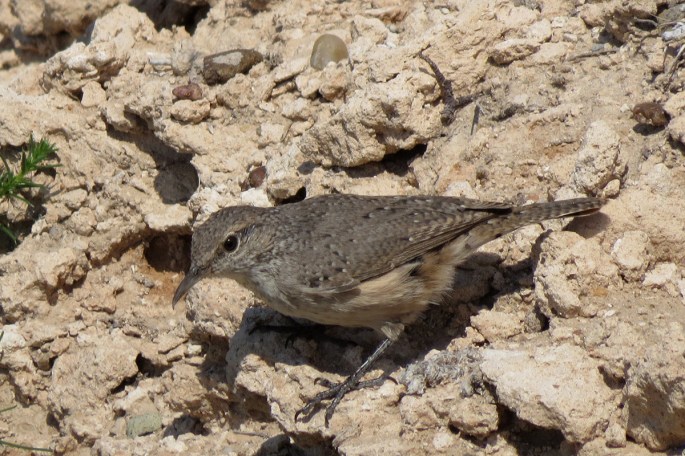 rock wren