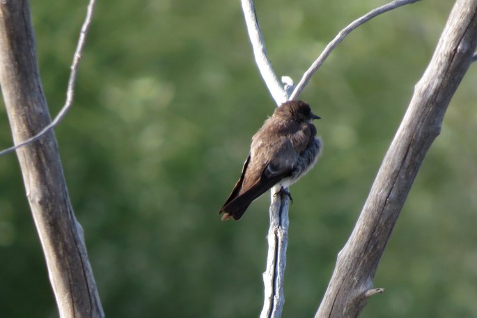 rough-winged swallow