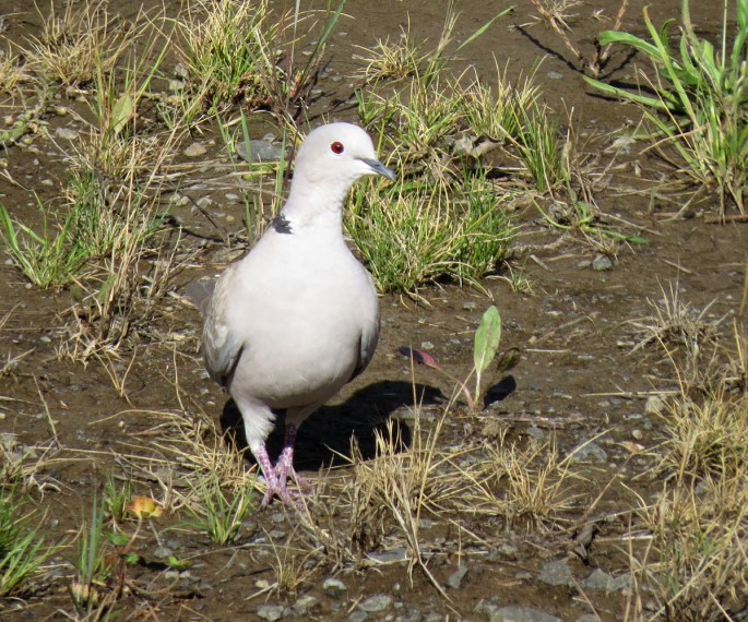 collared dove 2