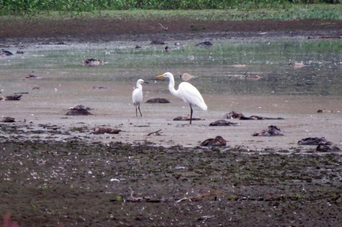 egrets