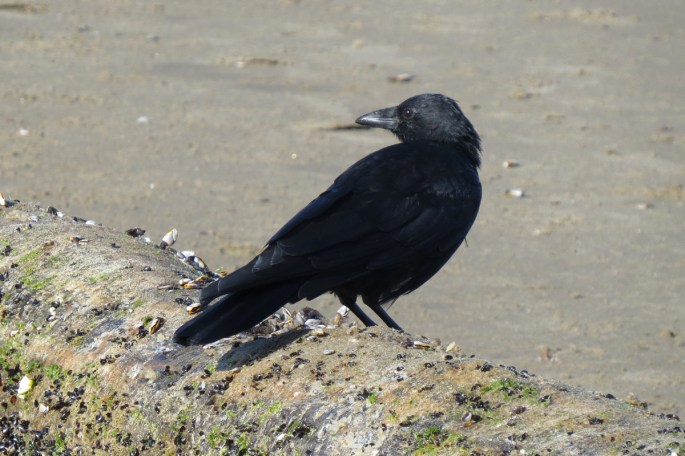 crow