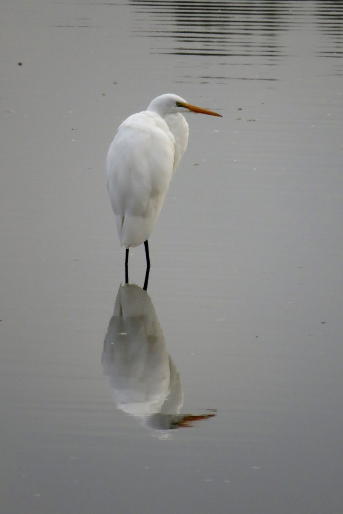 egret 1