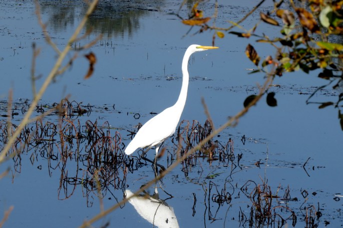 egret