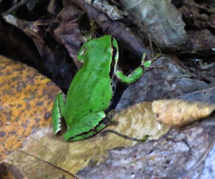 frog 3