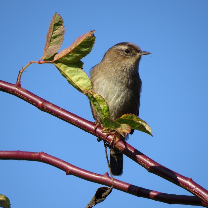 marsh wren front 1