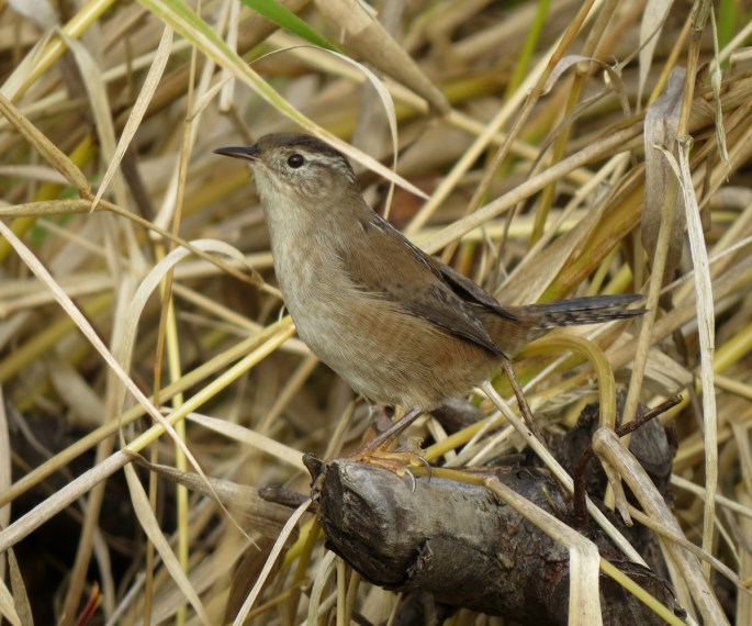 marsh wren side 2