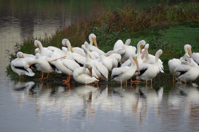 pelicans