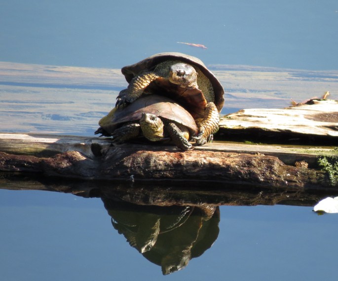 pond turtles