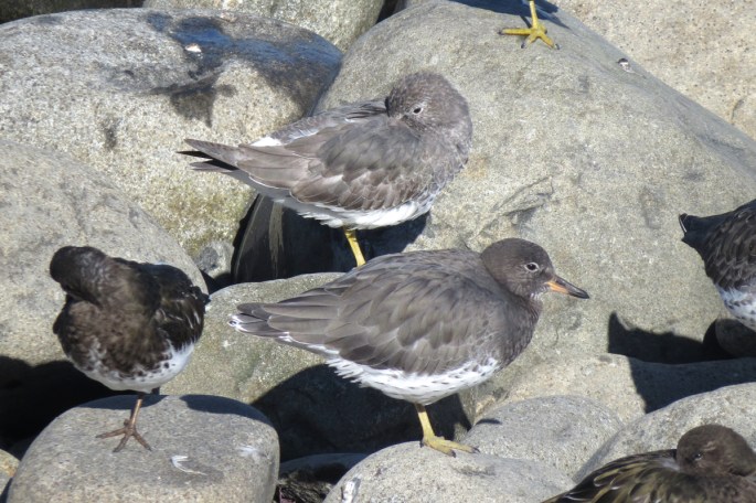 surfbirds