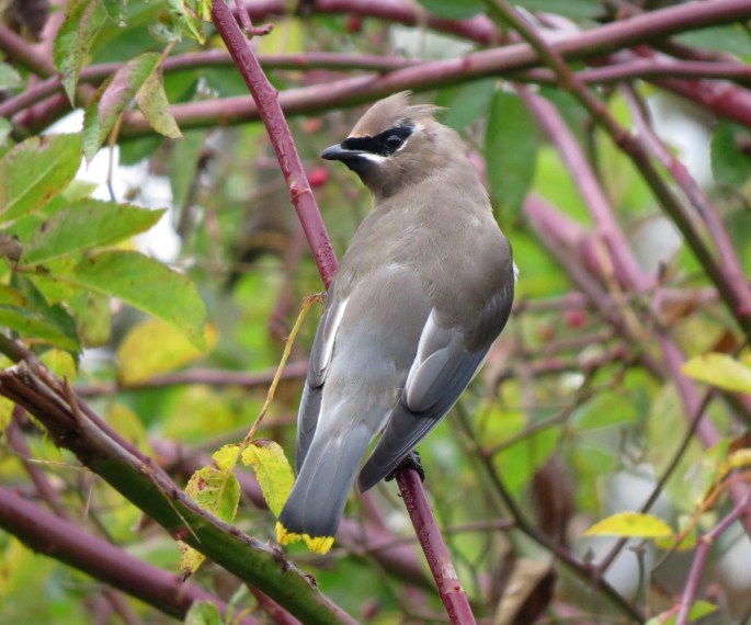 waxwing 1