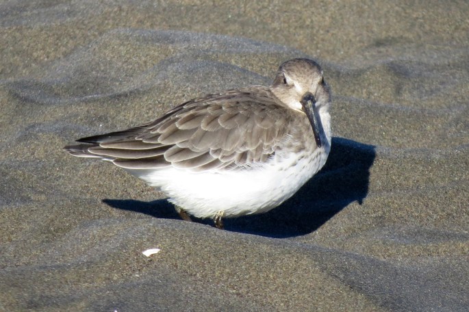 dunlin 2