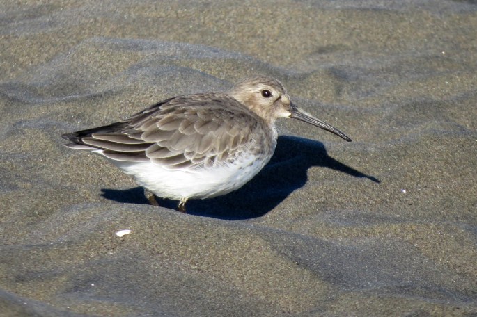 dunlin 3