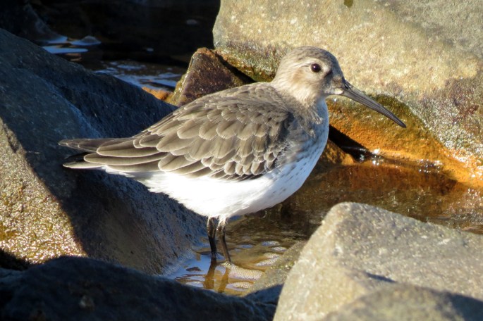 dunlin 6
