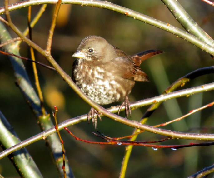 fox sparrow