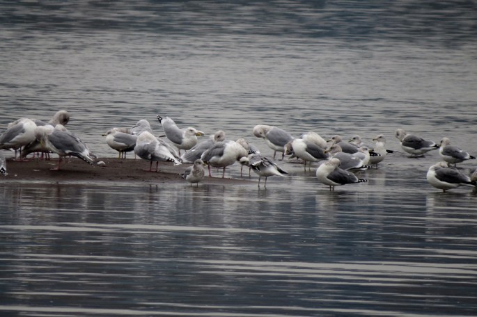 gull flock