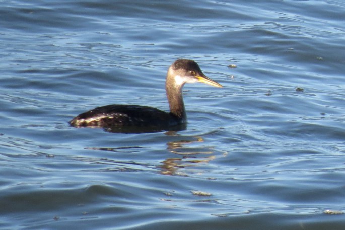 rn grebe