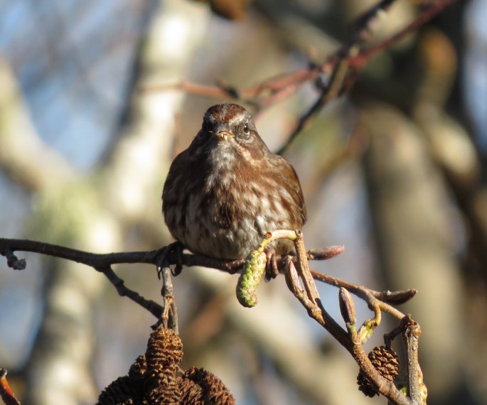song sparrow