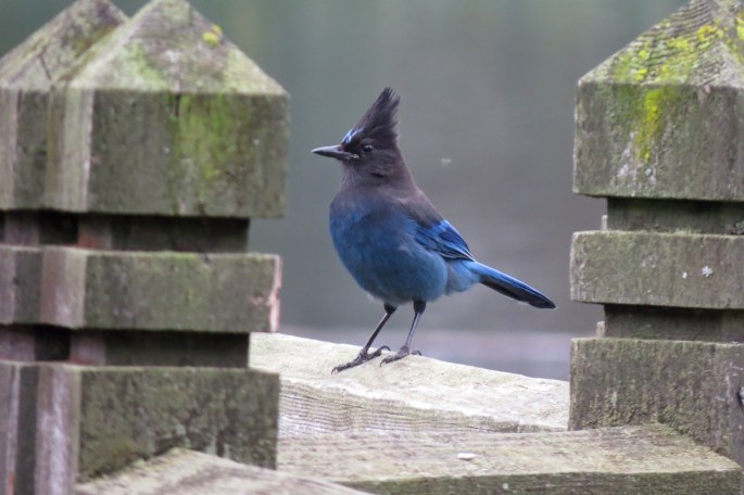 steller's jay