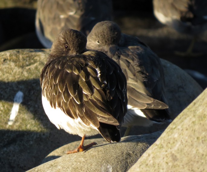 turnstone and surfbird 2