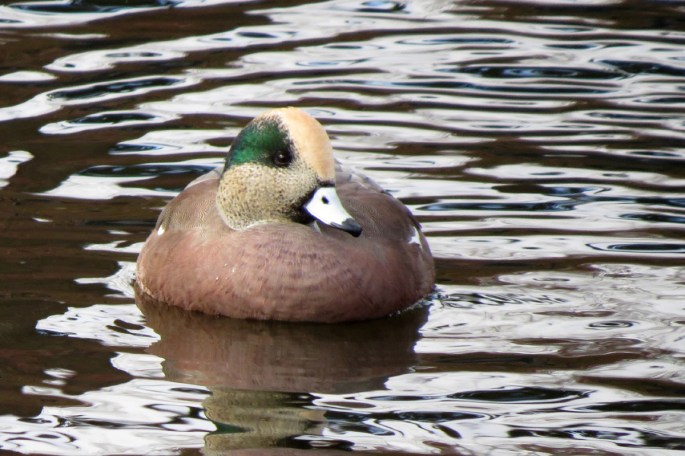 wigeon 1