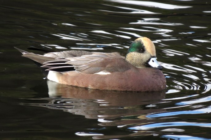 wigeon 2