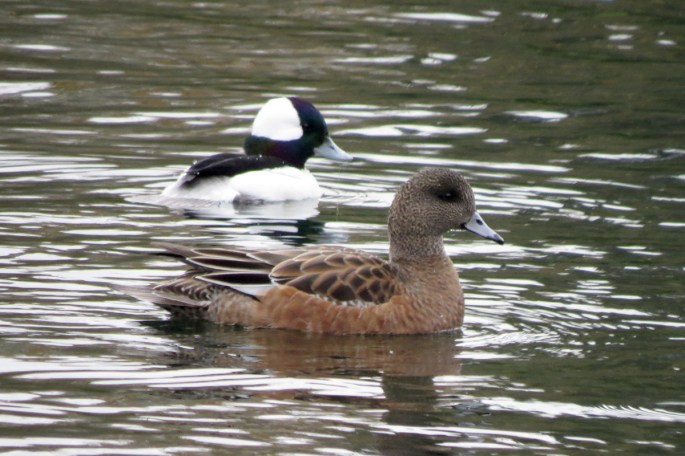 wigeon