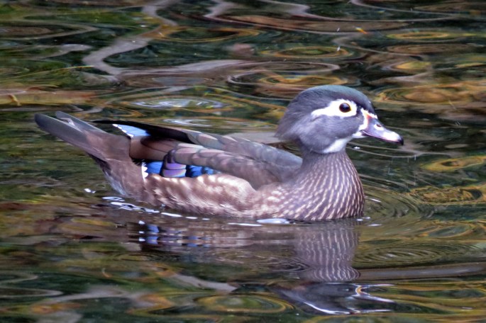 wood duck female