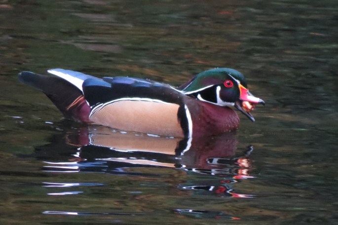 wood duck male
