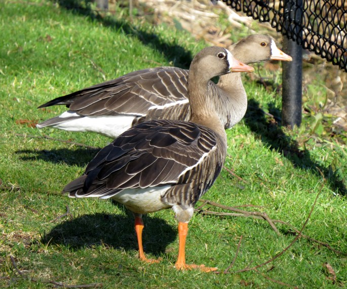 greater white-front 1
