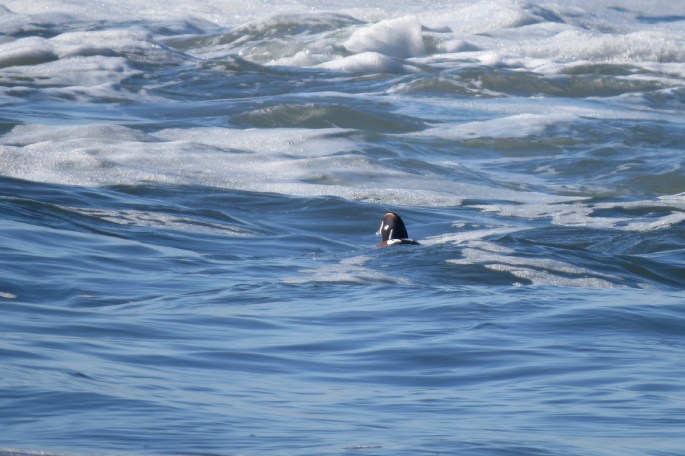 harlequin duck